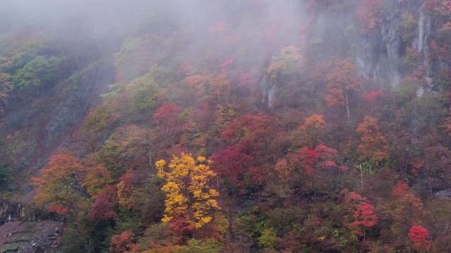 日本日光森林的秋天视频下载