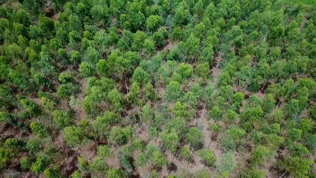 在森林上空架空视频素材