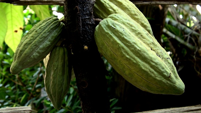可可树有美丽的豆荚，新鲜，有机和健康的可可果实。视频下载