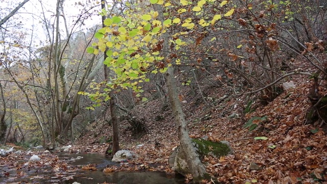 森林中的小瀑布，秋天，视频素材