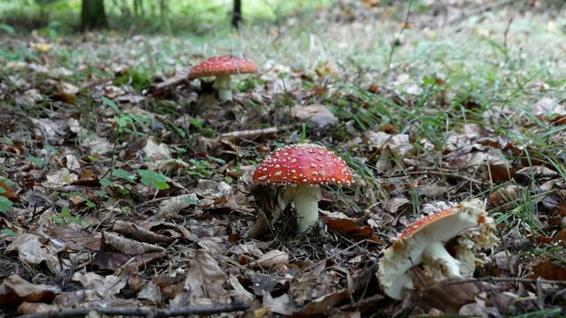 有毒的蘑菇在森林里，蝇木耳是红色的。(Lat陈放)。含有一种植物性麻醉物质。视频素材