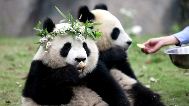 熊猫在动物园视频素材