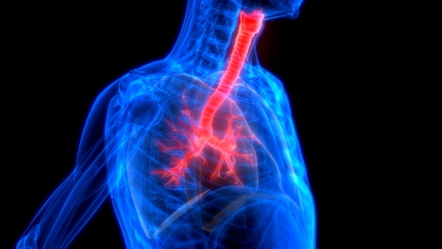 肺是人体呼吸系统解剖动画的一部分视频下载