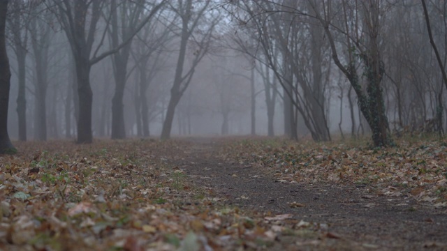 雾气蒙蒙的秋日公园小巷中，清晨的树木在浓雾中光秃秃的。视频素材