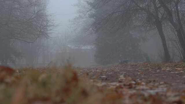 雾气蒙蒙的秋日公园小巷中，清晨的树木在浓雾中光秃秃的。视频素材