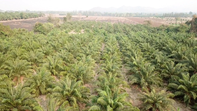 棕榈树在植物鸟瞰图视频素材
