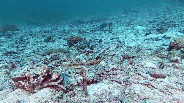 在水下漂白的珊瑚礁上孤独的鱼视频素材
