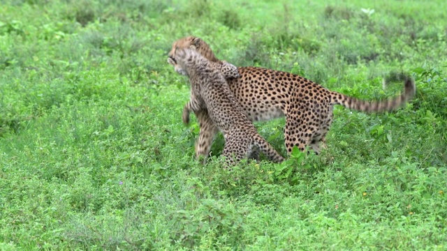 小猎豹在和妈妈玩耍视频素材