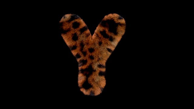 豹毛动画毛茸茸的字母Y视频素材