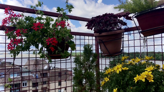 阳台鲜花和风，风景如画视频下载