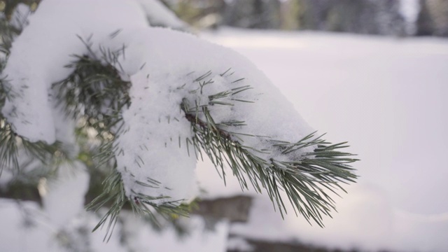 雪花落在冷杉树枝上视频下载