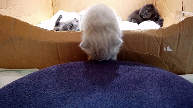 初生的小猫，第一步走出盒子，逃向自由视频素材