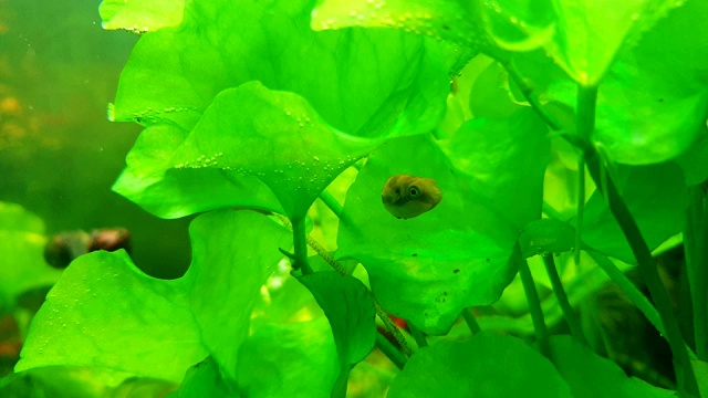 小河豚鱼在淡水植物水族箱的背景下，有植物绿莲花视频下载