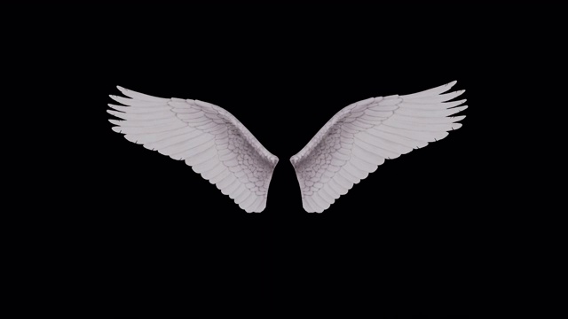 孤立的幻想3D现实白色天使翅膀在运动-与阿尔法通道视频下载