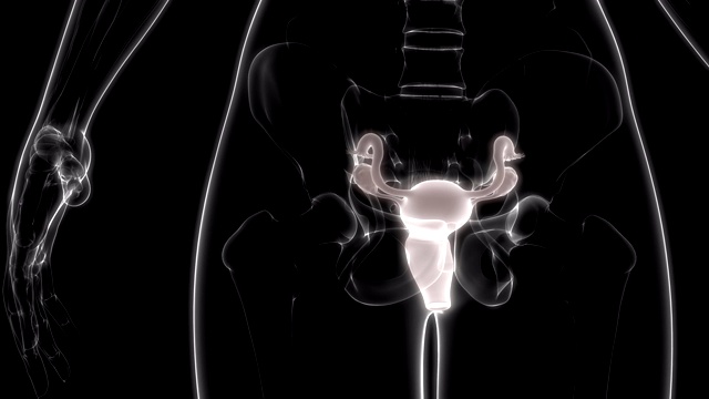 女性生殖系统解剖动画视频素材