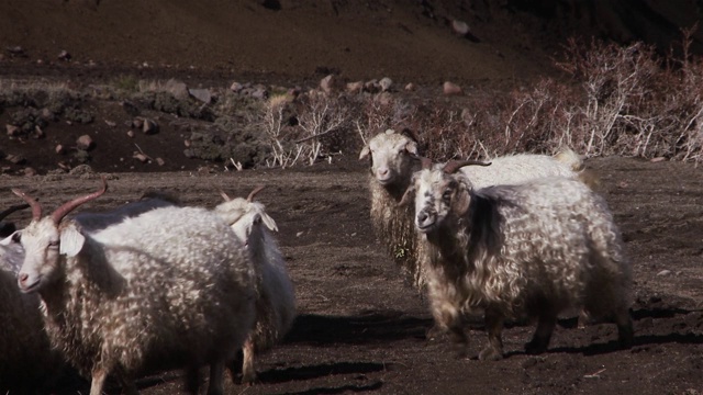 巴塔哥尼亚安第斯山脉的羊群。视频素材
