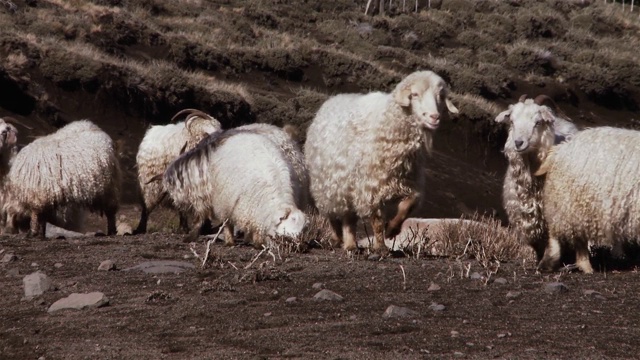 巴塔哥尼亚安第斯山脉的羊群。视频素材