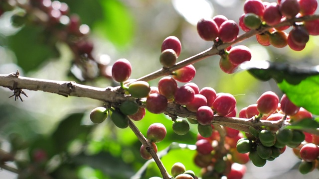 咖啡农场的咖啡樱桃视频下载
