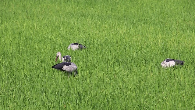 小鸟生活在绿色的稻田里。视频素材