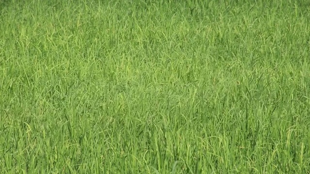 一只小鸟在绿色的稻田里觅食。视频素材