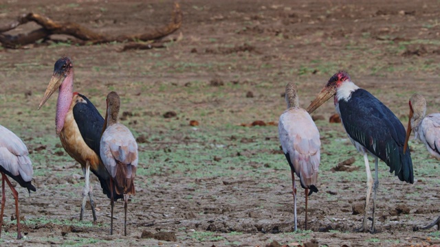 鹳——圆头鹳属圆头鸟科的大型涉水鸟，在非洲撒哈拉南部繁殖，有时被称为送葬鸟。还有黄嘴鹳——朱鹭。视频素材