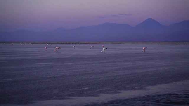 智利阿塔卡马沙漠中的火烈鸟视频素材