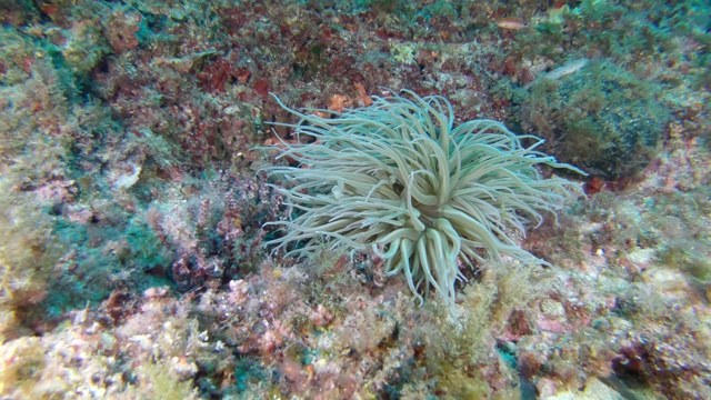 彩色珊瑚礁中的海葵视频素材