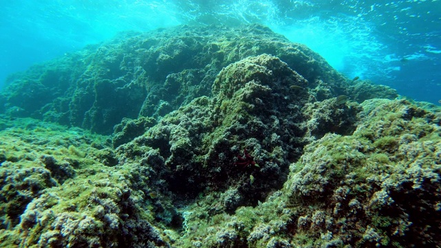 水下的地中海珊瑚礁视频素材