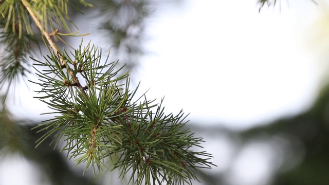 一棵圣诞树上的绿色树枝，上面的尖针在风中摆动视频素材