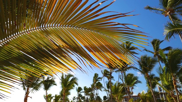 椰子树映衬着蓝色的热带天空和白云。暑假在异国情调的岛屿。视频素材