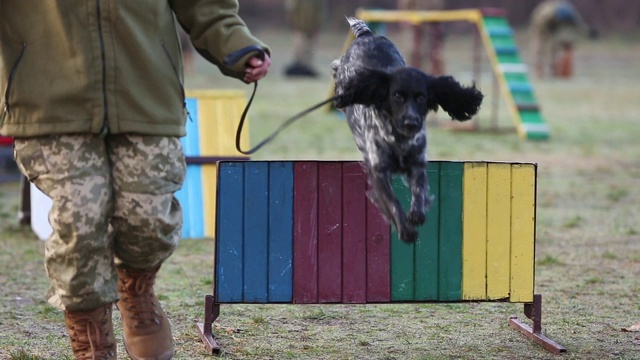 在军事演习中，狗跳过障碍物视频素材