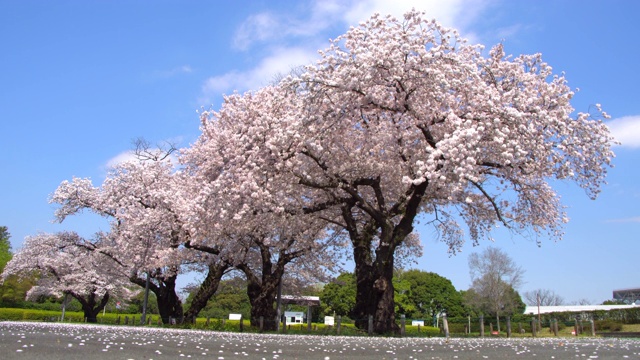 樱花或樱花树在日本东京的一个公园视频素材