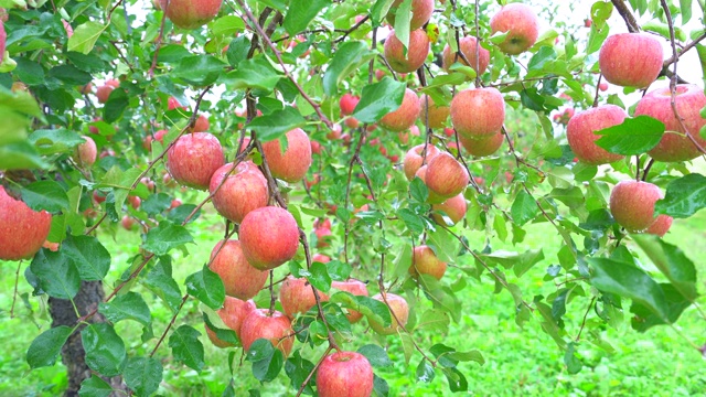 新鲜的苹果在一个雨天的日本树上视频素材