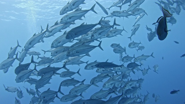 索科罗群岛的鲭鱼群视频下载