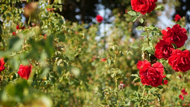 英语的玫瑰花园 玫瑰园 的背景 娇嫩的花朵绽放 蜜蜂采集花粉 玫瑰花坛的特写 开花灌木 选择性集中与昆虫和娇嫩的花瓣 视频素材 Id Vcg42n Vcg Com