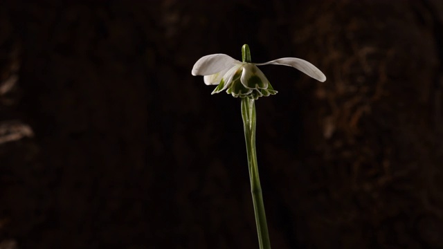 雪花莲，白莲花双瓣中间镜头，旋转开放时间推移。暗的背景视频素材