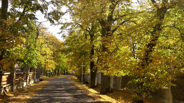 美丽的菩提树小巷与柏油路。秋天在阳光下树上五颜六色的叶子视频素材