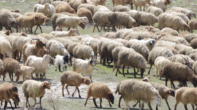 一群在阿塞拜疆吃草的绵羊。视频素材