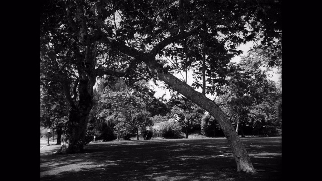 1950年-在公园的树木，美国视频下载