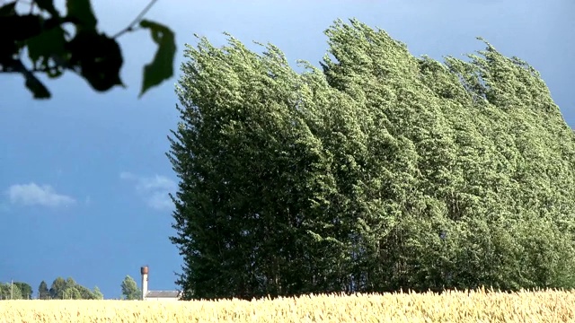晚风吹拂着成熟的麦田和白杨树林视频下载