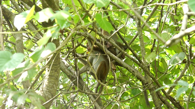 树上的托克猕猴视频下载