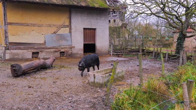小黑母猪在农场里跑来跑去，带着半木制的房子视频下载