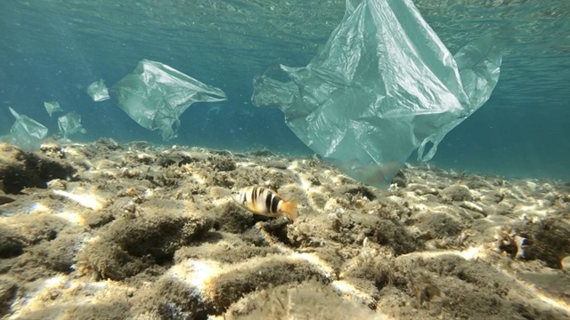 鱼在被塑料袋污染的海里游泳视频素材