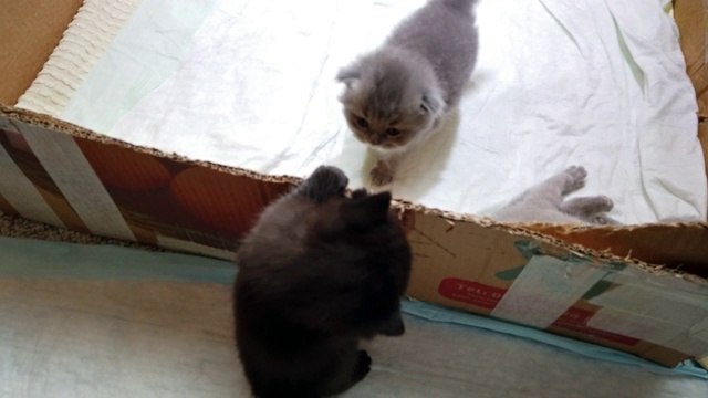 新生的英国短毛小猫，回到盒子里帮忙视频素材