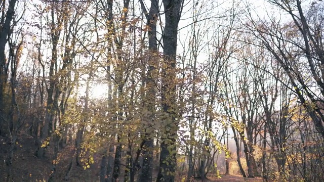 美丽的秋天的风景。阳光穿过森林的树干和黄叶视频素材