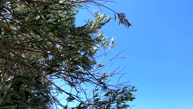 橄榄树的枝叶。视频素材