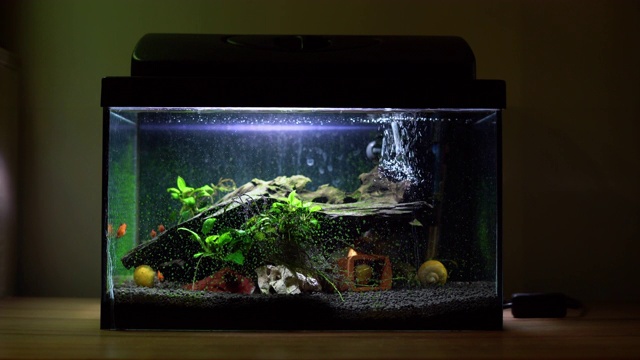 鱼缸小，养有五颜六色的蜗牛和鱼，放在家里的木桌上。房间里有淡水动物的鱼缸视频下载