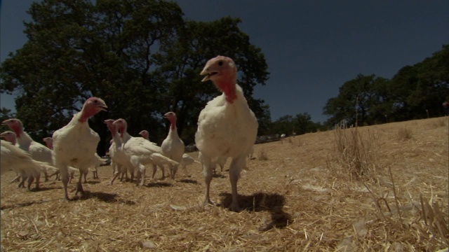 火鸡站在农场的稻草上，伸长脖子。视频下载
