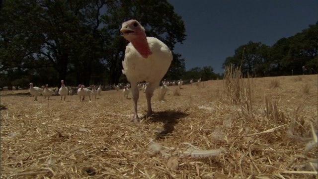 农场里，一只火鸡走在羊群的前面。视频下载