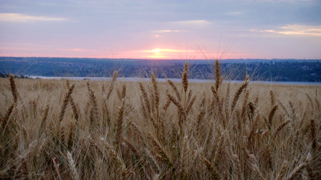 夏季景观与傍晚的麦田在日落时间视频素材